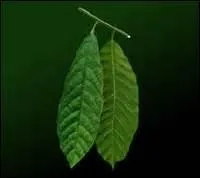 Que pouvez-vous savourer grâce à l'arbre auquel appartiennent ces feuilles ?