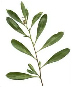 Que ne peut-on pas fabriquer à l'aide des fruits ou des feuilles donnés par l'arbre qui en est propriétaire ?