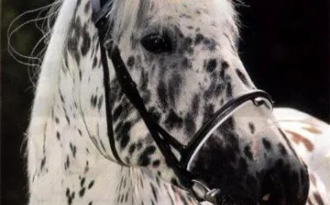 Quiz Galop 1