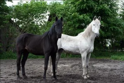 Quand on sort un cheval d'un box, il faut toujours :