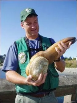 Aussi appelé palourde royale et moins effrayant que les deux derniers, il faut quand même avouer qu'il n'a pas été gâté :