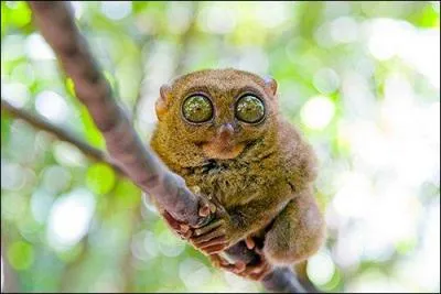 Non, les grands yeux ne vont pas à tout le monde ! Ici, nous avons affaire :