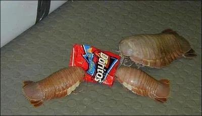 Si, si, ce sont des crustacés ! Laissons-les se remplir la panse en attendant que vous me donniez le nom de leur espèce :