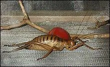 Sauterelle, grillon, cafard, tout en un pour ce mélange insolite !