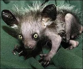 Quoi, vous ne vous en souvenez plus ? J'en ai déjà parlé dans de précédents quiz :