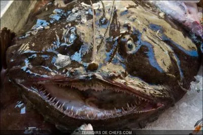 Sur les étals des poissonniers, ils la désignent "lotte" sans montrer sa tête. Bizarre, ça m'aurait étonné...
