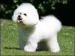 Quelle est cette race ?