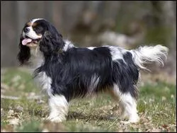 Quelle est cette race ?