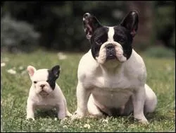 Quelle est cette race ?