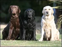 Quelle est cette race ?