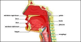 Il est vrai de dire que c'est faux :