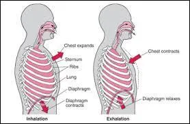 Tous les énoncés suivants sont vrais. sauf :
