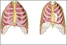 Le muscle de la respiration par excellence est le :