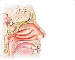 Les fosses nasales communiquent en arrière avec le rhinopharynx par :