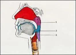 Le pharynx est considéré comme :