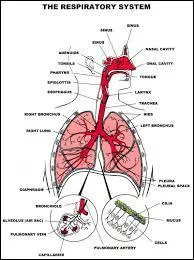 La muqueuse pituitaire se trouve dans :