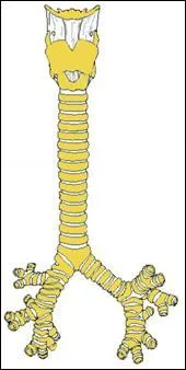 La bifurcation de la trachée pour former les deux bronches s'appelle :