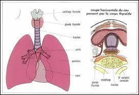Toutes les phrases suivantes sont vraies, sauf :