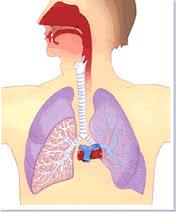 Quiz Anatomie