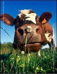 Quel couple chantait : 
''Je suis américain et je vis en Pennsylvanie
En 1944 j'étais sergent dans l'infanterie
Jeannette et moi on s'est mariés
C'était le mois de mai
Et l'on m'a parachuté sur un village français
La guerre, Jeannette, je te l'ai racontée
Et dans mon cœur j'ai toujours gardé... ''