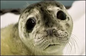 Quel est le nom du groupe québécois qui a chanté ''La Complainte du phoque en Alaska'' ?