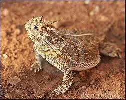 Le lézard à cornes pleure...