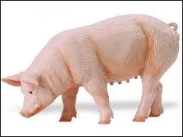 Le record du saut en hauteur d'un cochon est de ...