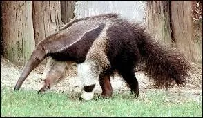 Combien de fourmis peut avaler un fourmilier en une journée ?