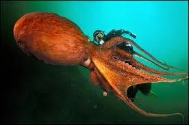 Les tentacules d'une pieuvre géante peuvent atteindre la taille ...