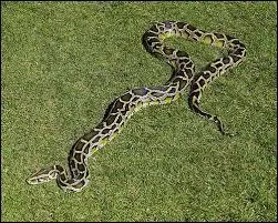 Combien de temps un python molure peut-il rester sans manger ?