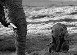 Les bébés éléphants sucent leur trompe comme les bébés humains sucent leur pouce.