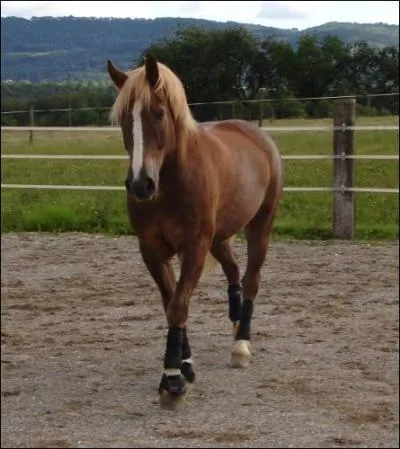 Quelle est cette race ?