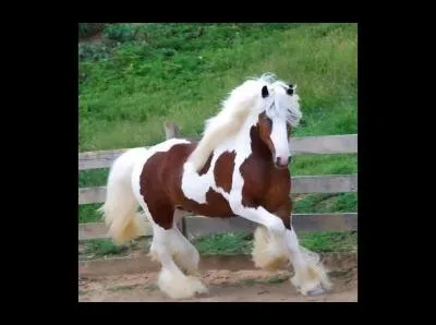 Quelle est cette race ?