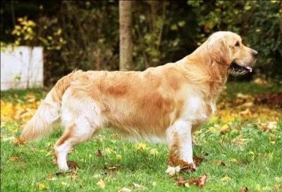 Quelle et la race de ce chien ?