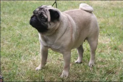 Quelle et la race de ce chien ?