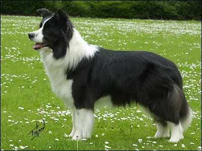 Quelle et la race de ce chien ?