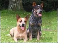 Quelle et la race de ce chien ?