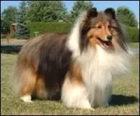 Quelle et la race de ce chien ?