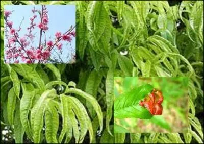 Quel est cet arbre atteint de la cloque ?