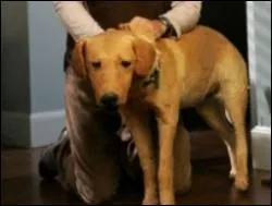 Dans cette série, JD et Turk ont un chien empaillé nommé Rowdy ! Ce dernier a bien de la chance : il est traité comme s'il était vivant. Dans quelle série peut-on le retrouver ?