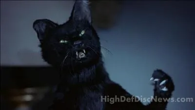 Qui se fait attaquer par le chat ?