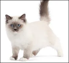 De quelle race est ce chat ?