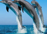 Quiz Histoire de dauphin 2
