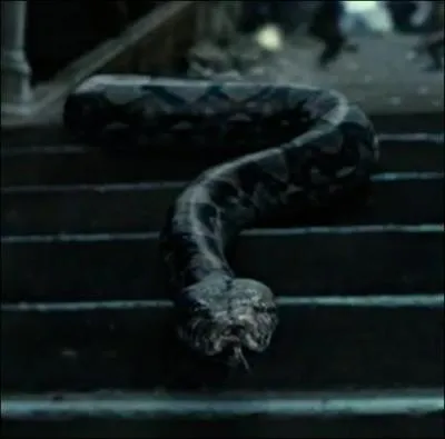A qui appartient Nagini, le serpent ?