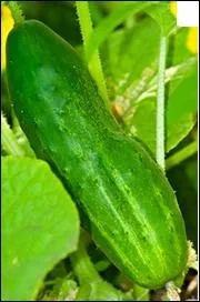 Est-ce un légume ou un fruit ? (Il s'agit d'un concombre)