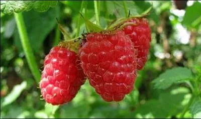 Est-ce un légume ou un fruit ?