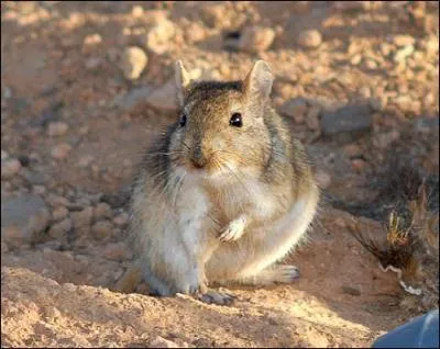 Quelle est ma famille ?