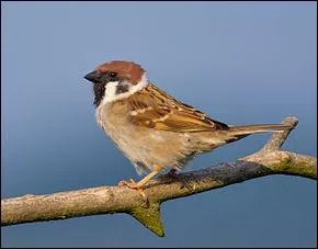 Quelle est ma famille ?