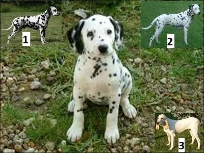 Où se trouve ma très élégante mère ?