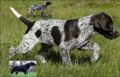 Voyez par vous-même comme l'on surveille mon éducation, mais je chasse de race, c'est l'évidence même ; mes aptitudes sont déjà parfaitement déclarées.
Ma mère me suit --------.